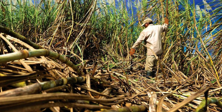 Crisis cañera en la Huasteca: un sector al borde del colapso
