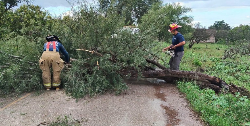 Circulan vehículos tras retirar árbol