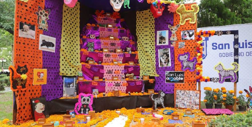 Preparan altar para mascotas fallecidas