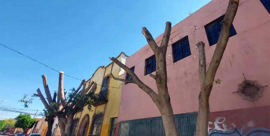 Denuncian daños a árboles