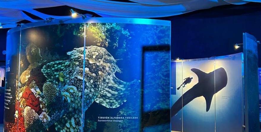 Museo Laberinto tendrá acuario con 25 tiburones en SLP