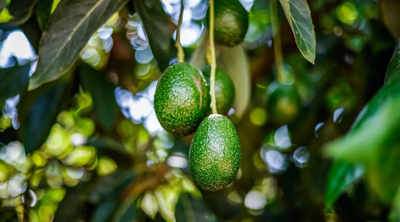 PROHÍBE GOBIERNO A INTERMEDIARIOS EN AGUACATE DE EXPORTACIÓN