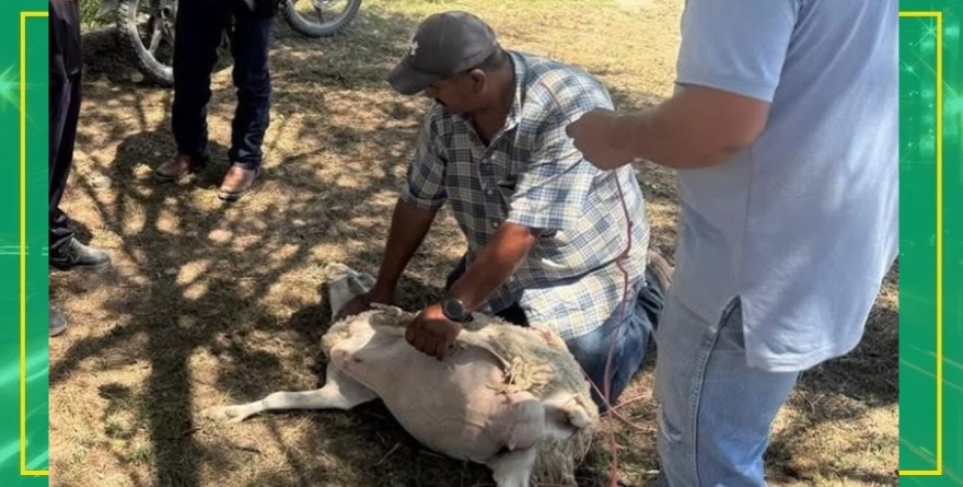 Crece el brote de gusano barrenador