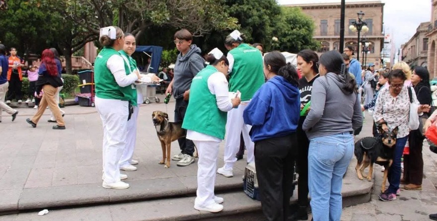 Éxito en megajornada de esterilización