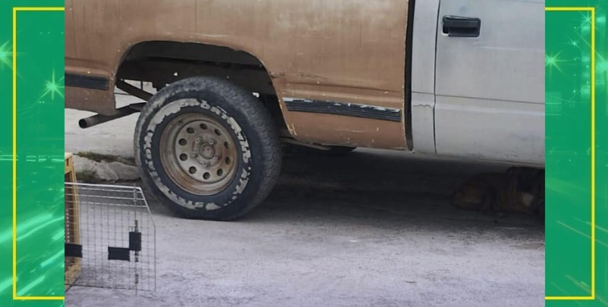 Pendiente captura de perrita callejera