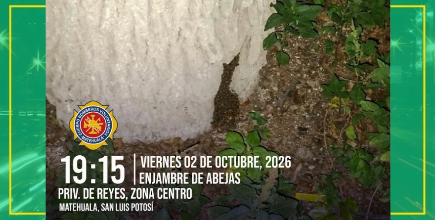 Bomberos y apicultor rescatan enjambre