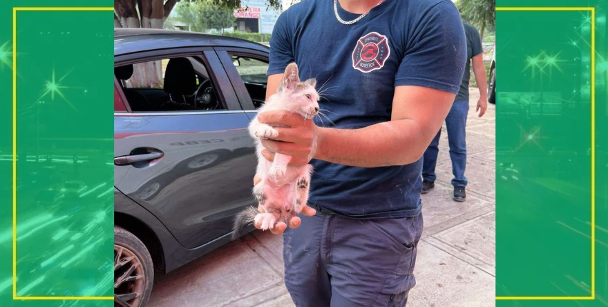 Bomberos buscan adopción para gatita