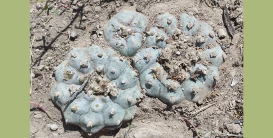 Comercio ilegal afecta biodiversidad potosina