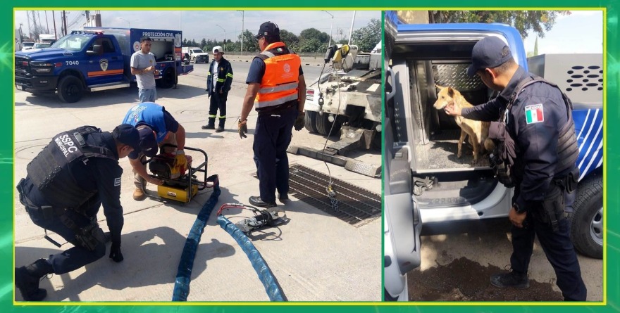 Rescatan a perro atrapado en alcantarilla 