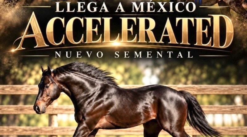 EL SEMENTAL DE LOS MILLONES