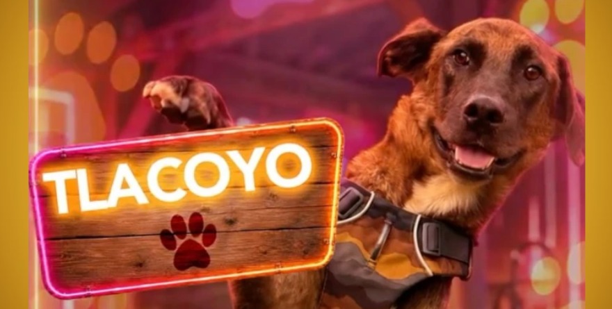 Acusan a Mono Osuna de maltratar a perrito