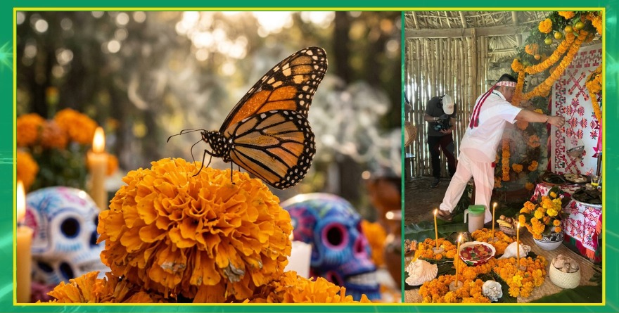 K’aylem: Vuelven los difuntos en mariposas