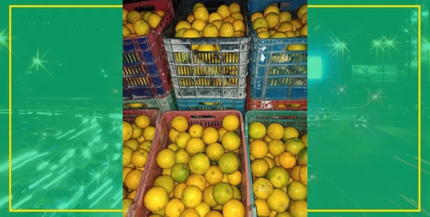 Productores prevén gran zafra naranjera