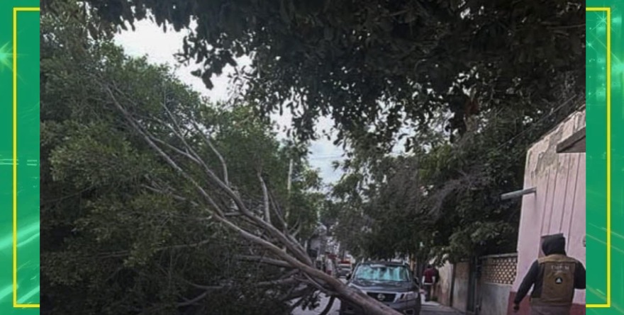 Retiran árbol caído
