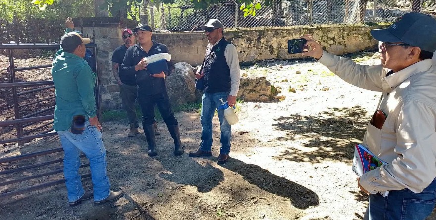 Combaten presencia de gusano barrenador