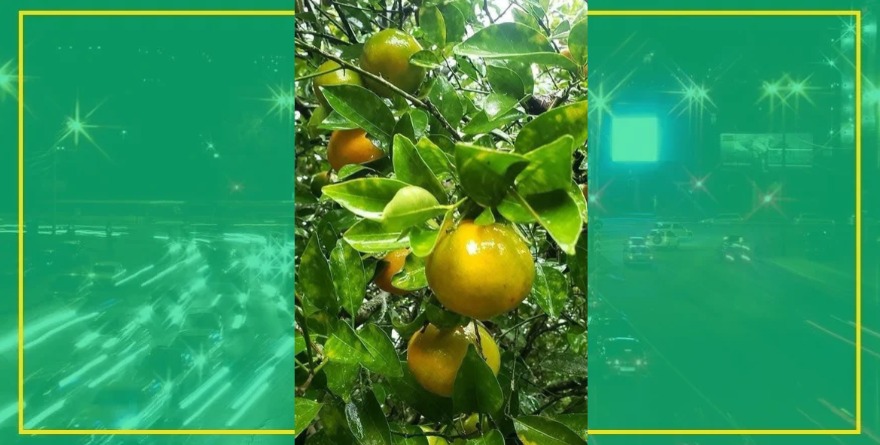 Sube mandarina por baja oferta
