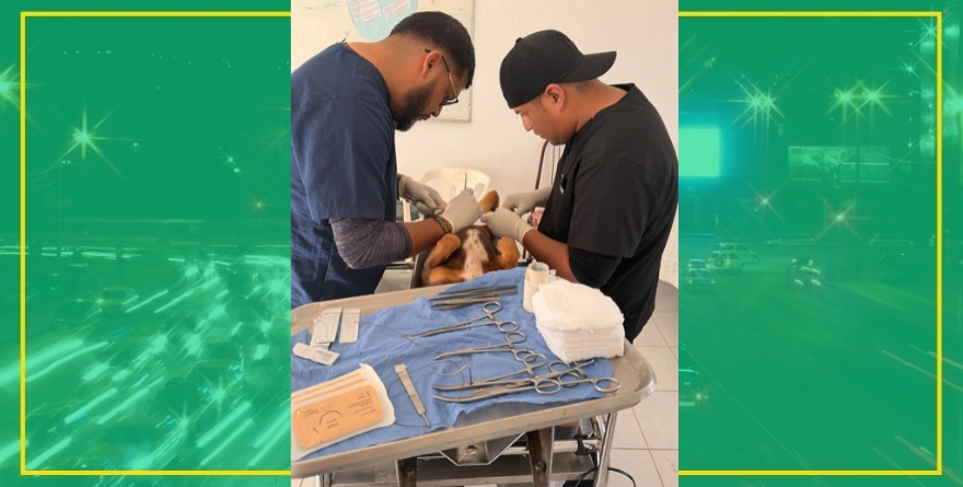 Realizan esterilización masiva en mascotas