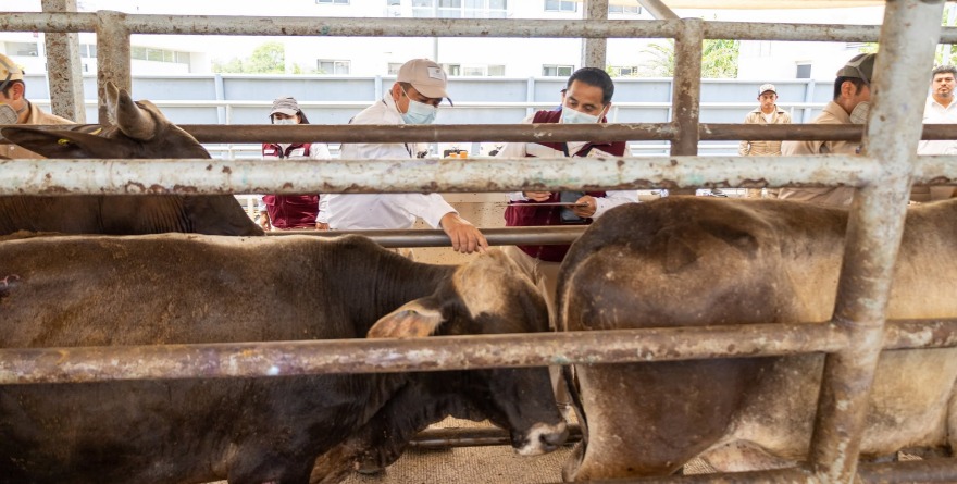 Brigadas detienen brote en ganado