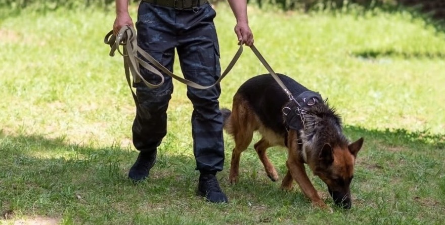 Potosinos adiestran perros contra plagas