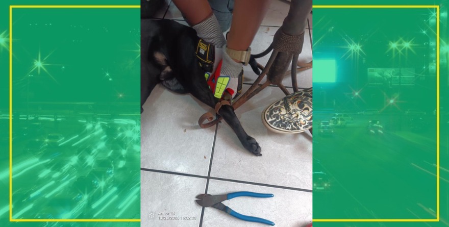 Bomberos rescatan perro