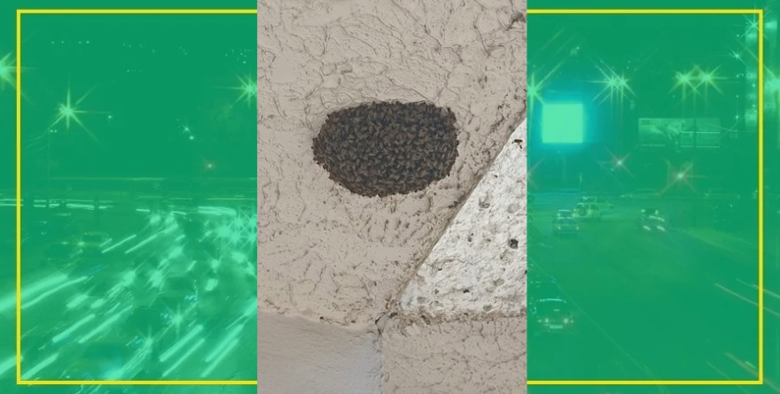 ¡Abejas bajo control en Sacramento!
