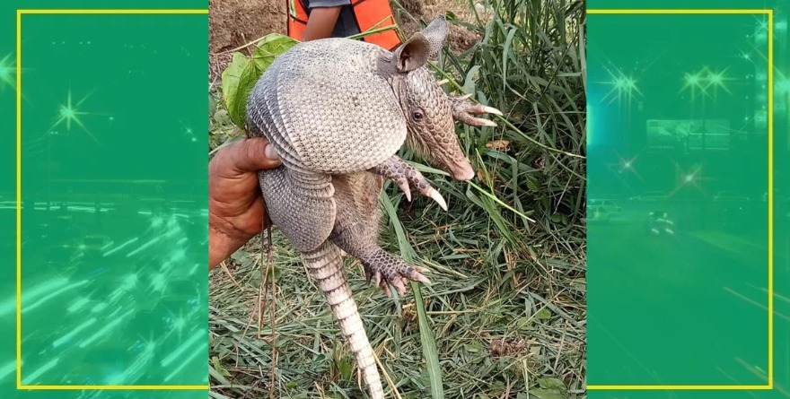 Piden proteger fauna en la Huasteca