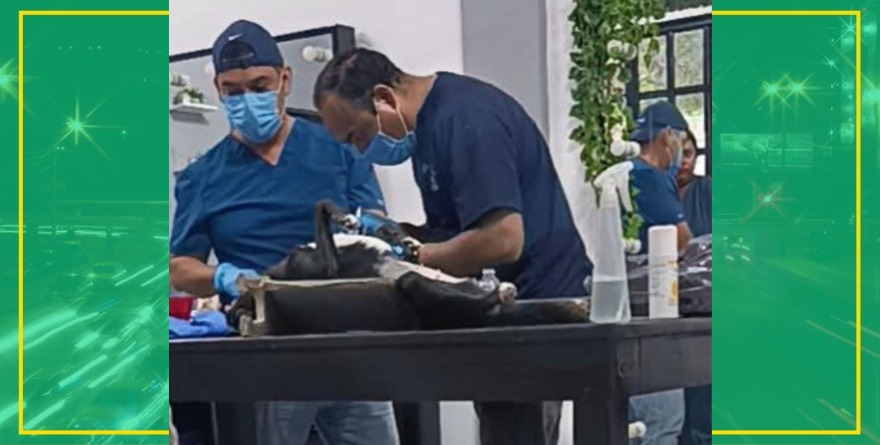 Abren refugio canino en Tamazunchale