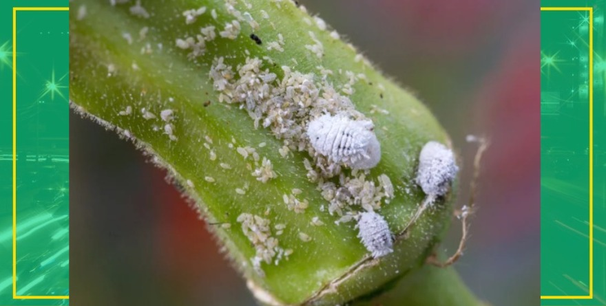 Plaga en Huasteca amenaza cultivos y pastizales