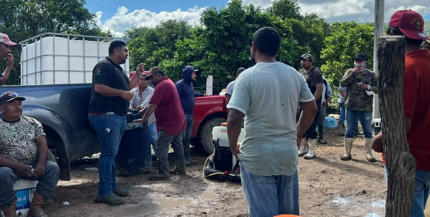 Combaten plaga en Tamasopo 