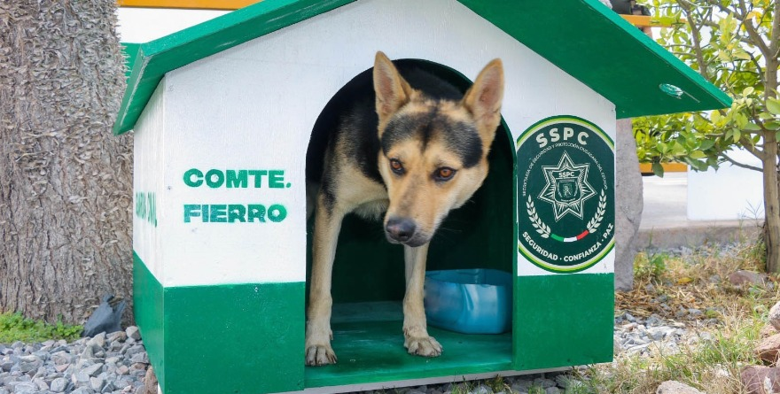 Una casita y refugio para el perrito “Comandante Fierro”