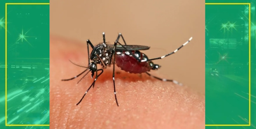 Dengue en Ébano 
