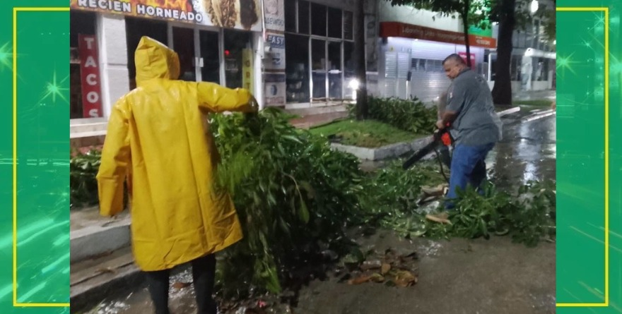 Tormenta derriba árboles en Valles 