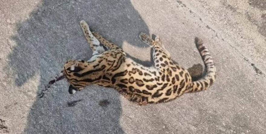 Alerta vial por atropellamiento de fauna 