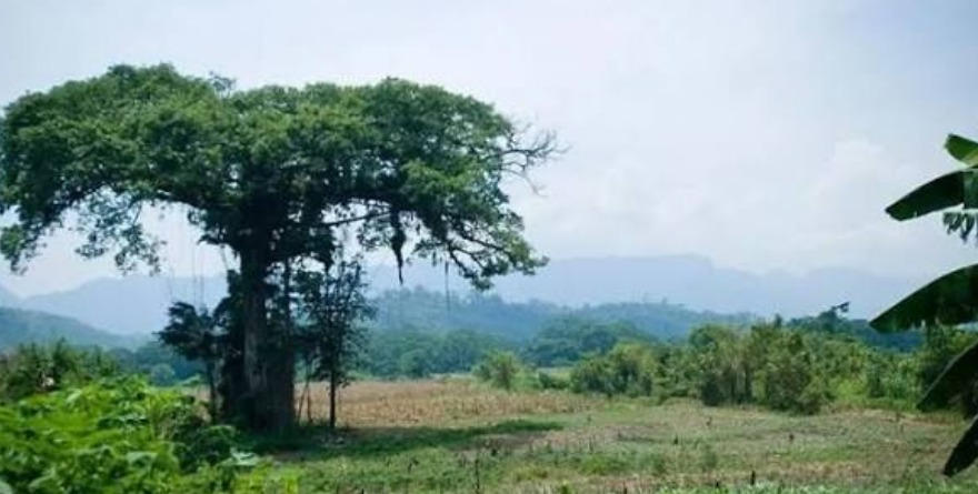 Reforestan Valles con plantas nativas