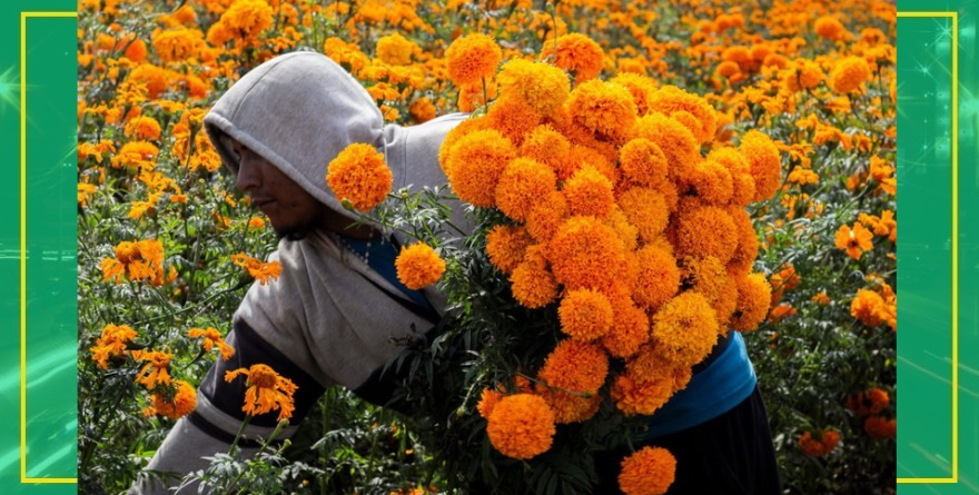 Encarece la flor de cempasúchil en Aquismón