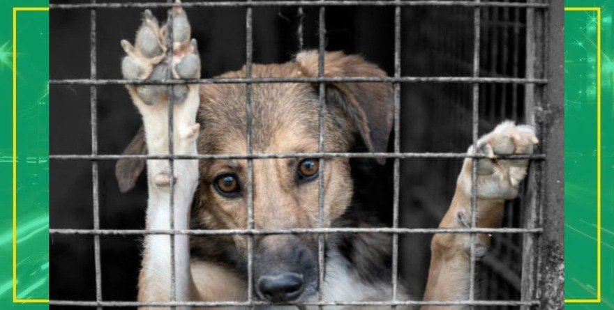 Endurecen castigos por maltrato animal